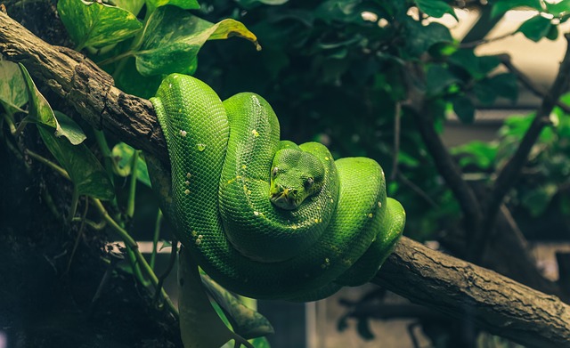 zelený had v teráriu