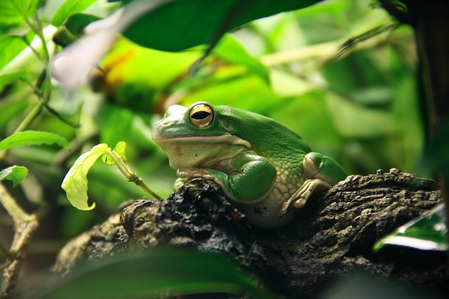 zelená žába v teráriu